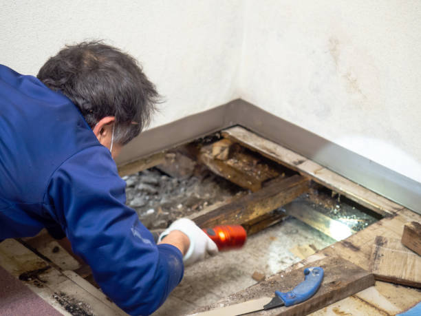 Best Mold Removal Process  in Somerset, WI