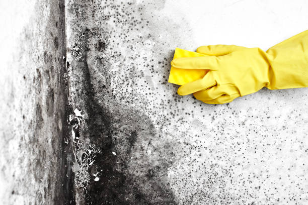Best Mold Testing  in Somerset, WI