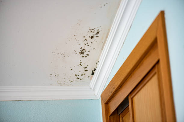 Mold Removal and Inspection in Somerset, WI