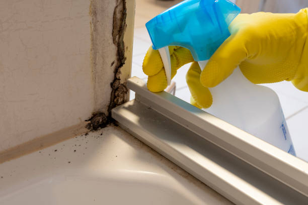 Best Black Mold Removal  in Somerset, WI