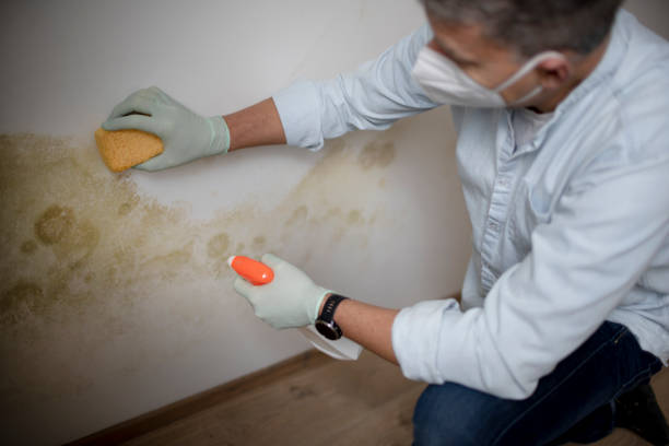 Attic Mold Removal in Somerset, WI