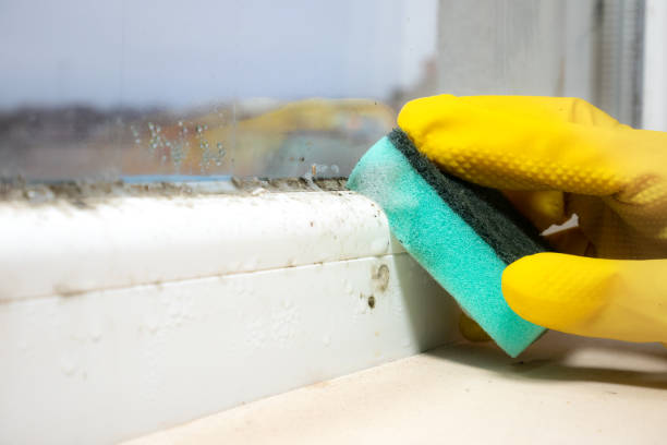 Best Residential Mold Removal  in Somerset, WI