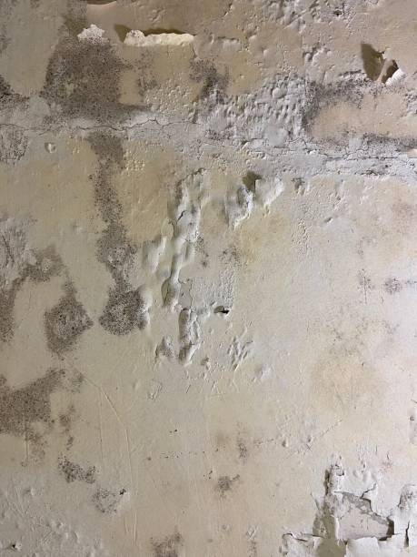 Professional Mold Removal in Somerset, WI