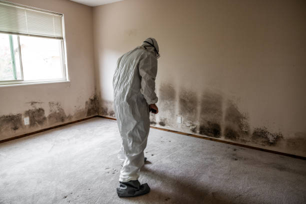 Mold Removal Process in Somerset, WI