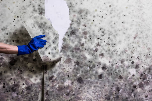 Best Office Mold Removal Services  in Somerset, WI