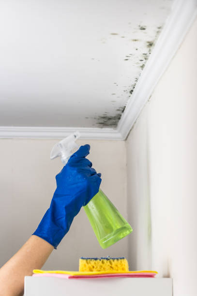 Best Commercial Mold Removal  in Somerset, WI