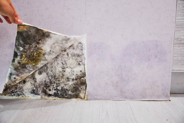 Best Mold Testing  in Somerset, WI